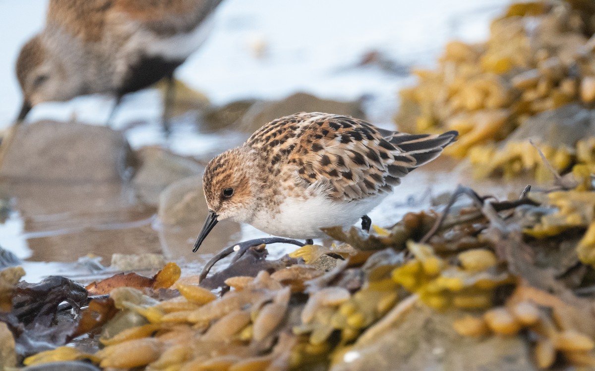 Little Stint - ML592746111