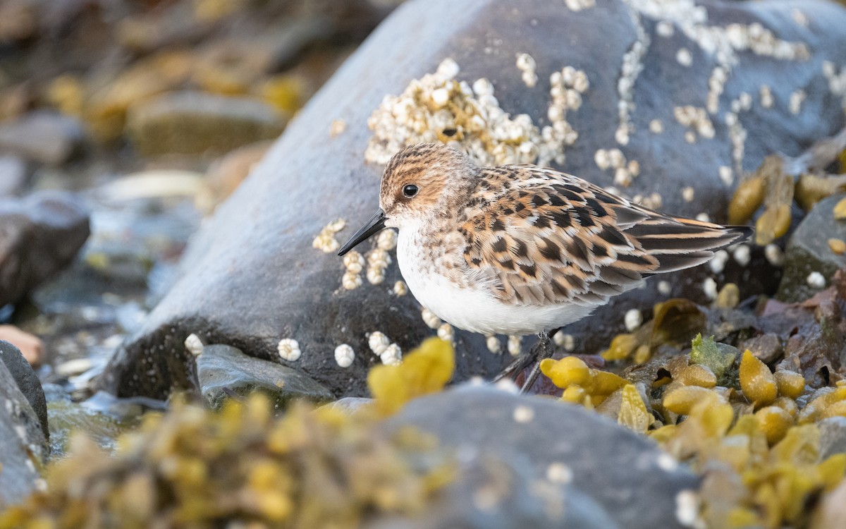 Little Stint - ML592746121