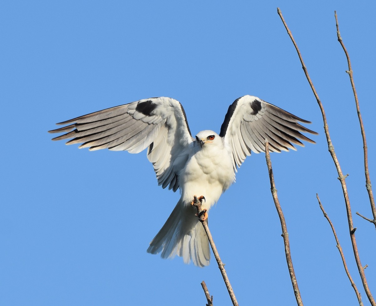 White-tailed Kite - Jay Watson