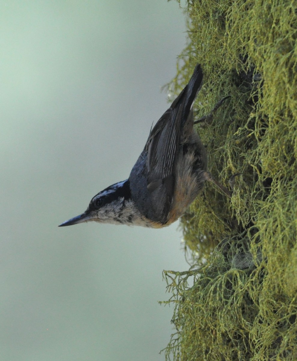 Red-breasted Nuthatch - Marc Fenner