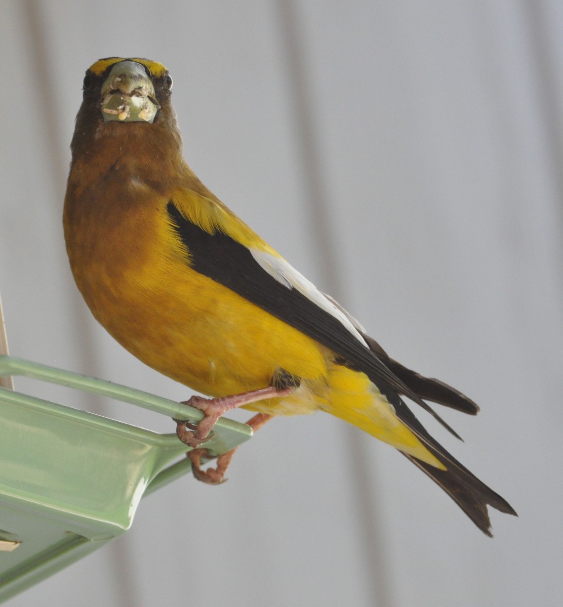 Evening Grosbeak - ML592751391