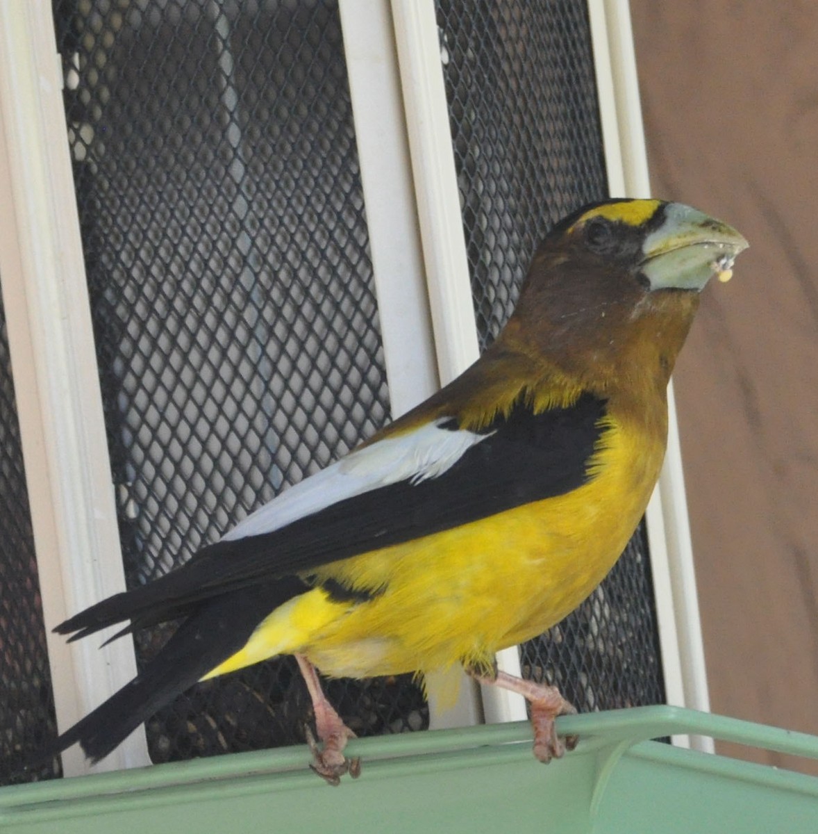 Evening Grosbeak - ML592751401