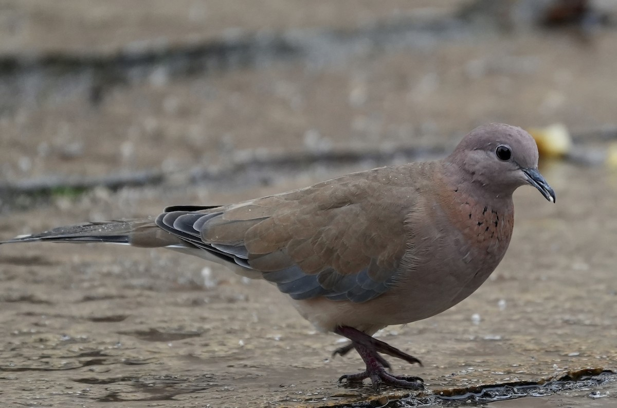 Laughing Dove - ML592752131