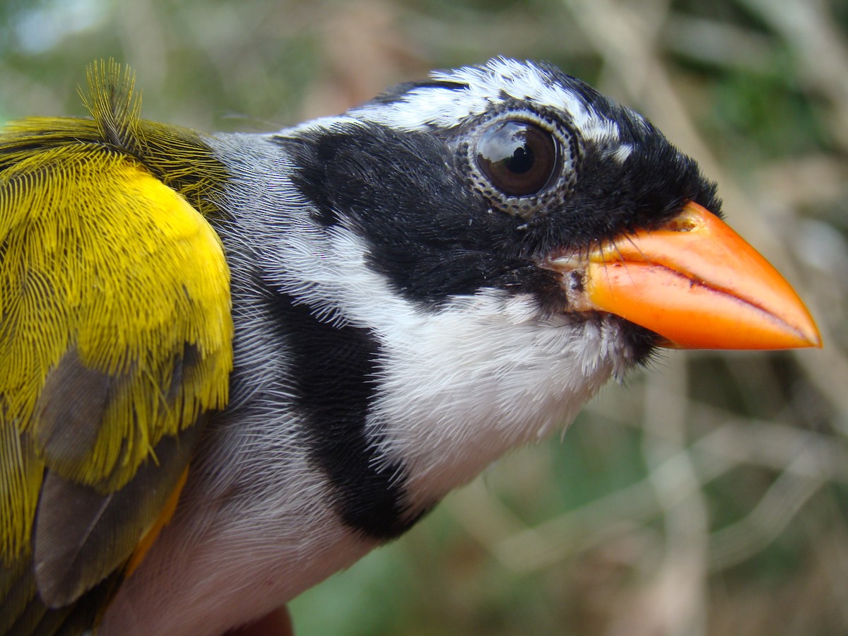 Orange-billed Sparrow - ML59275291