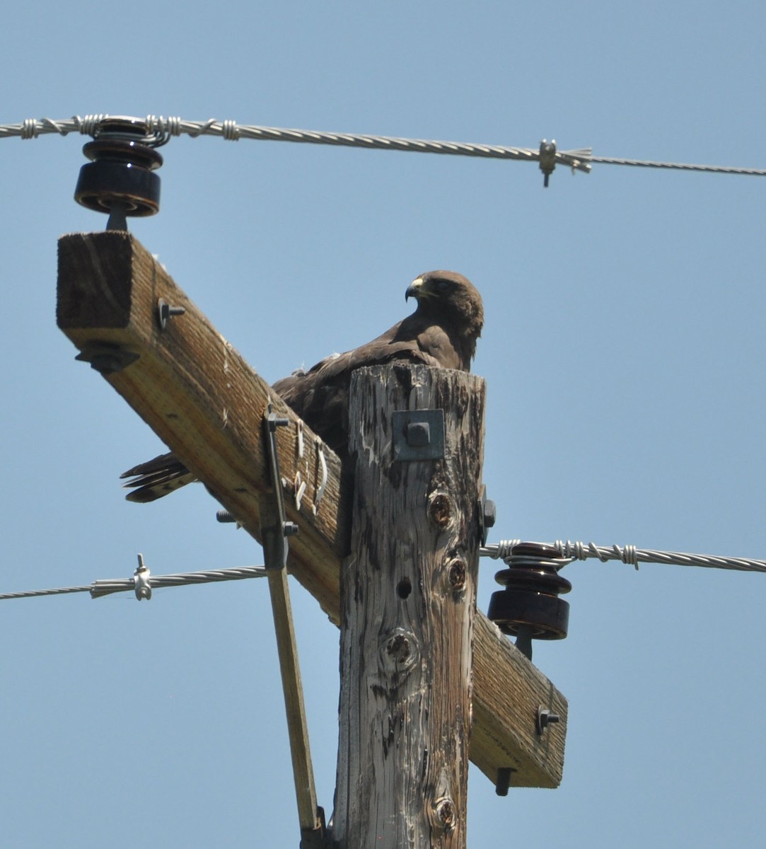 Swainson's Hawk - ML592753341