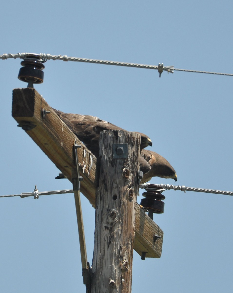 Swainson's Hawk - ML592753351