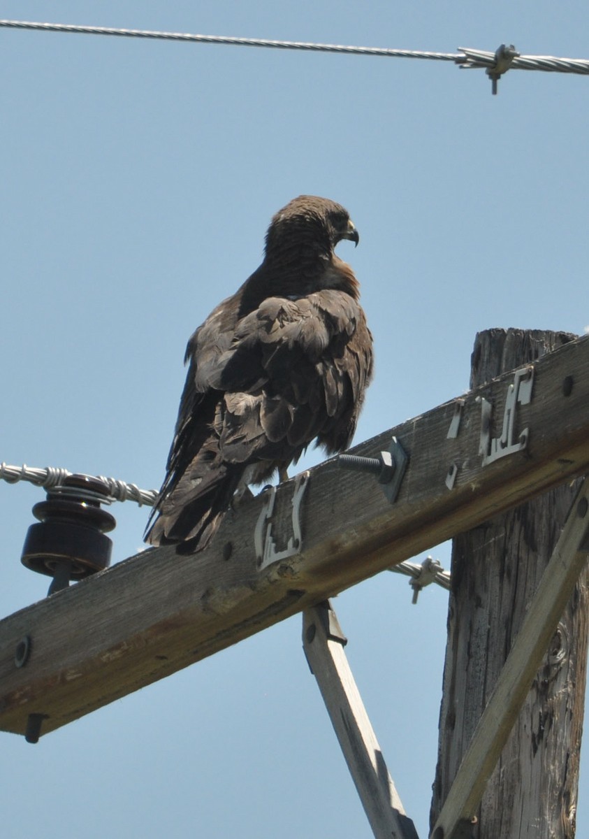 Swainson's Hawk - Marc Fenner