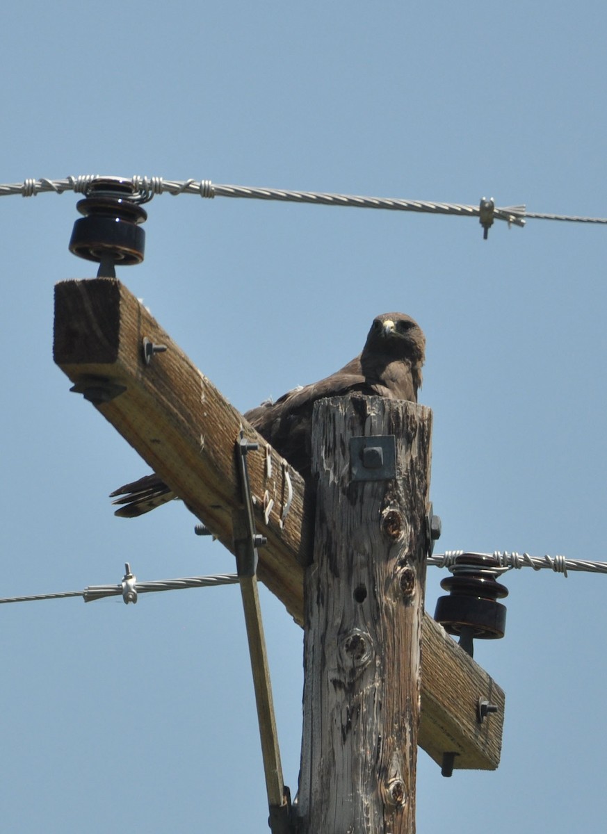 Swainson's Hawk - ML592753371