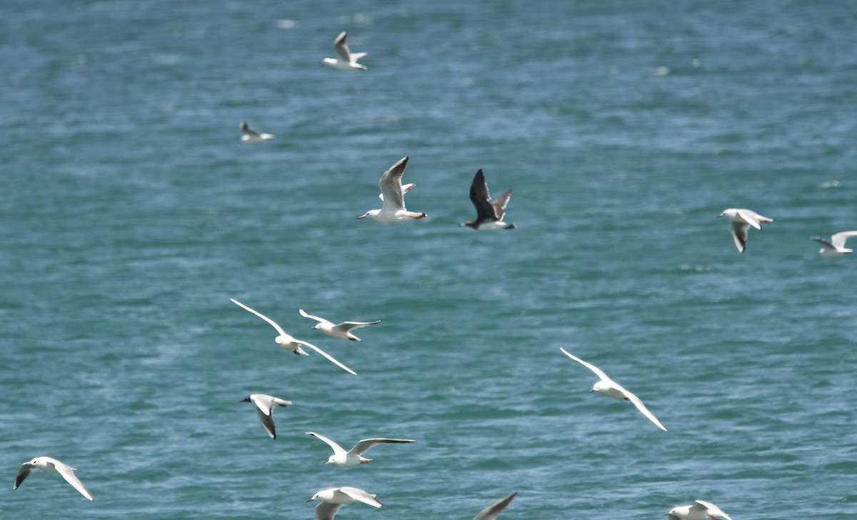 Slender-billed Gull - ML592754511