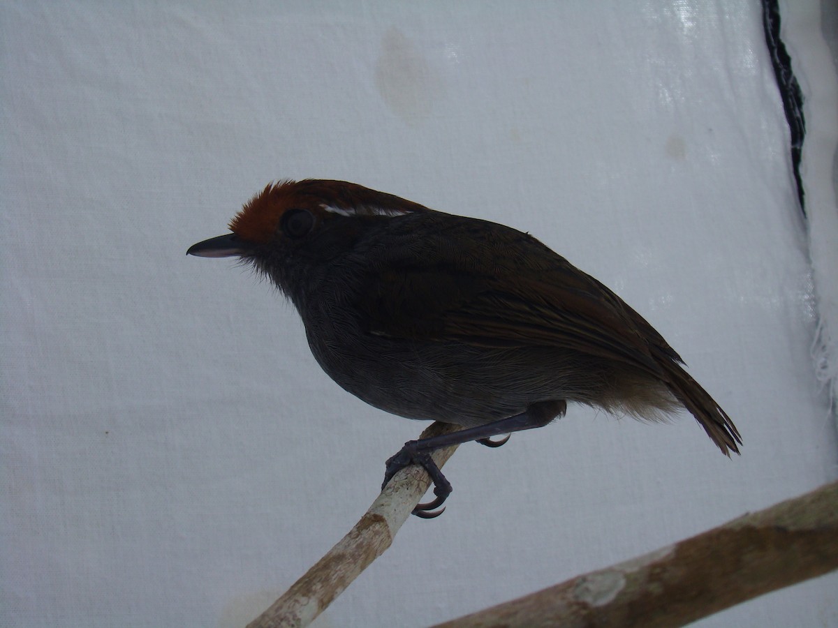 Chestnut-crowned Gnateater - ML59275461