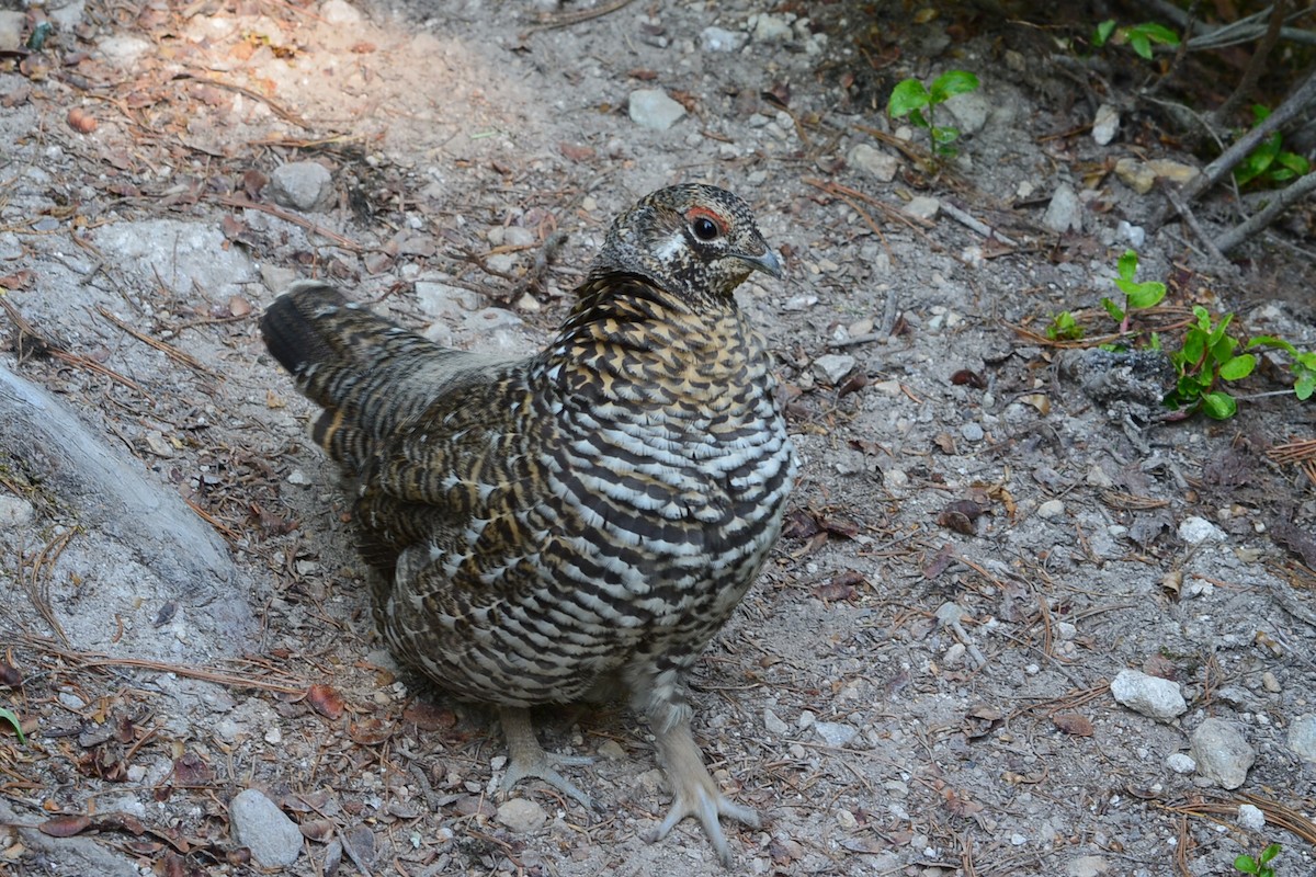 Spruce Grouse - Ed Klassen