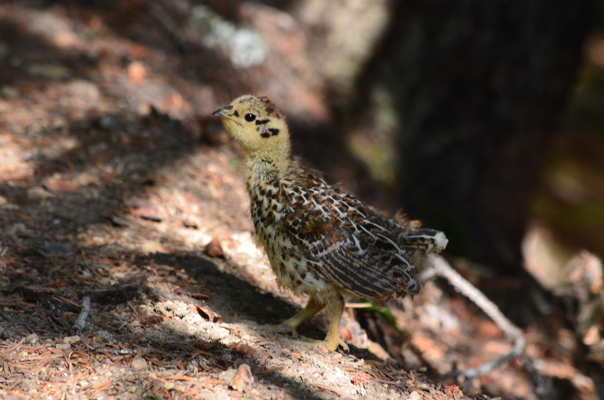 Spruce Grouse - Ed Klassen