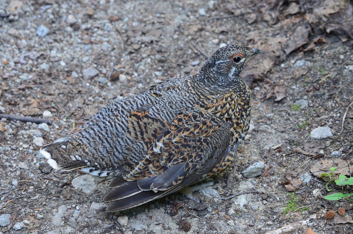 Spruce Grouse - Ed Klassen