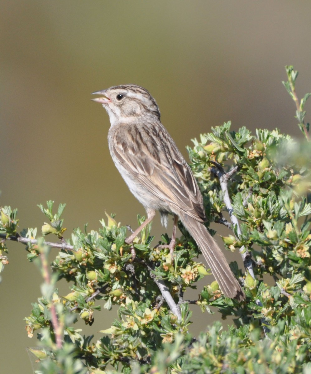 Brewer's Sparrow - ML592755471