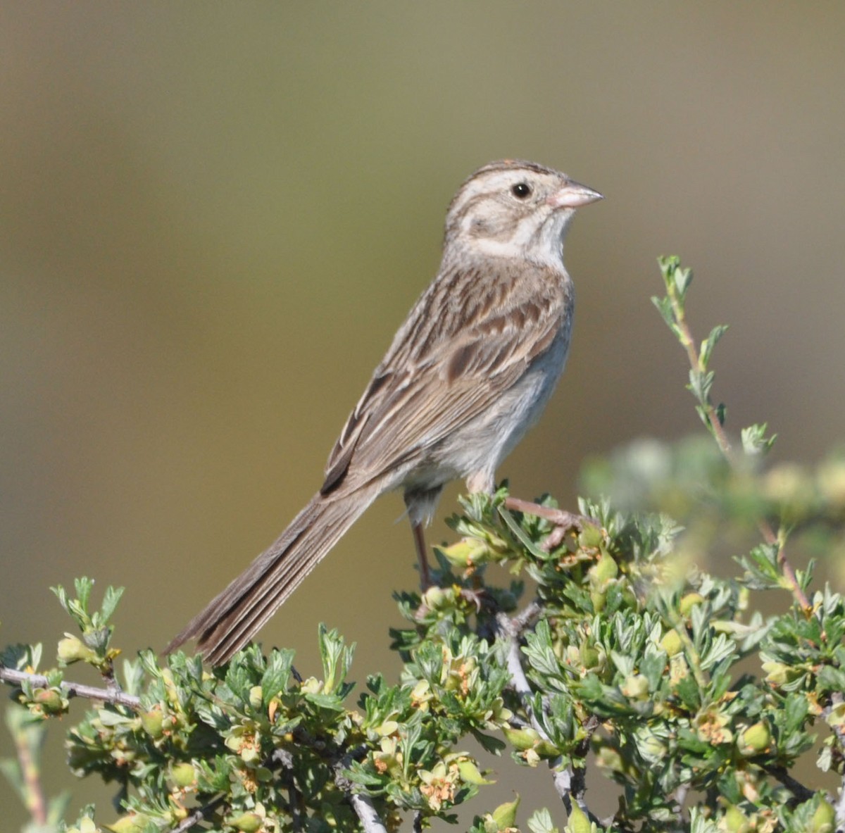 Brewer's Sparrow - ML592755511