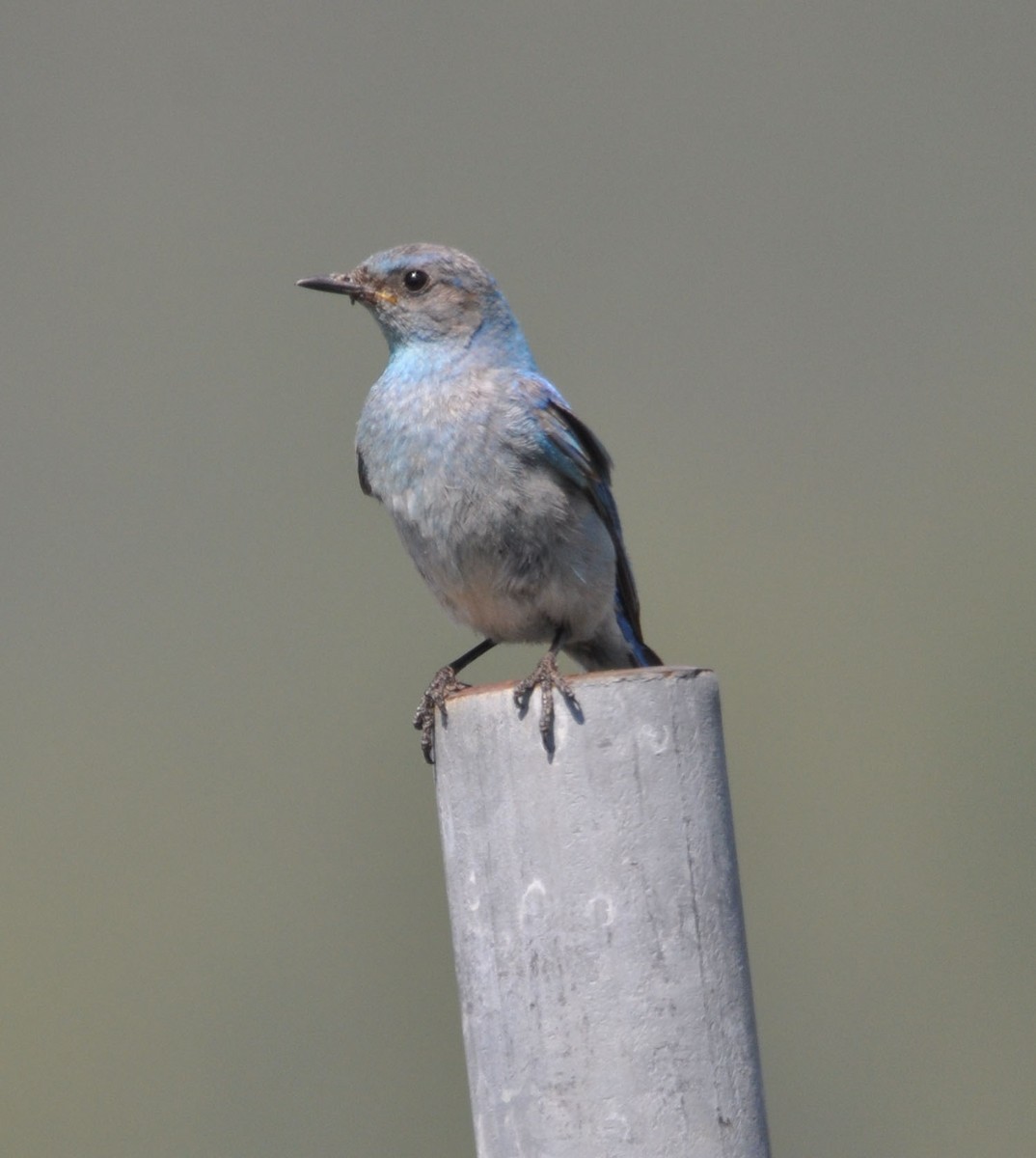 Mountain Bluebird - ML592755631