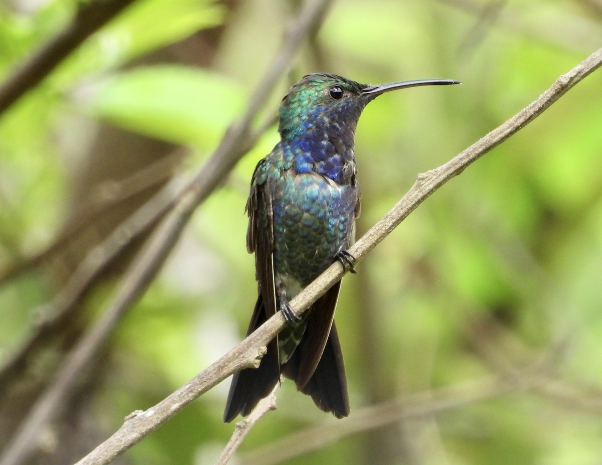 Colibrí Gorjizafiro - ML592755891