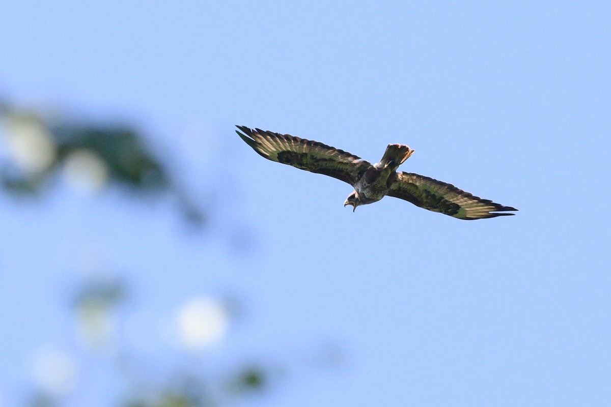 Common Buzzard - ML592756841