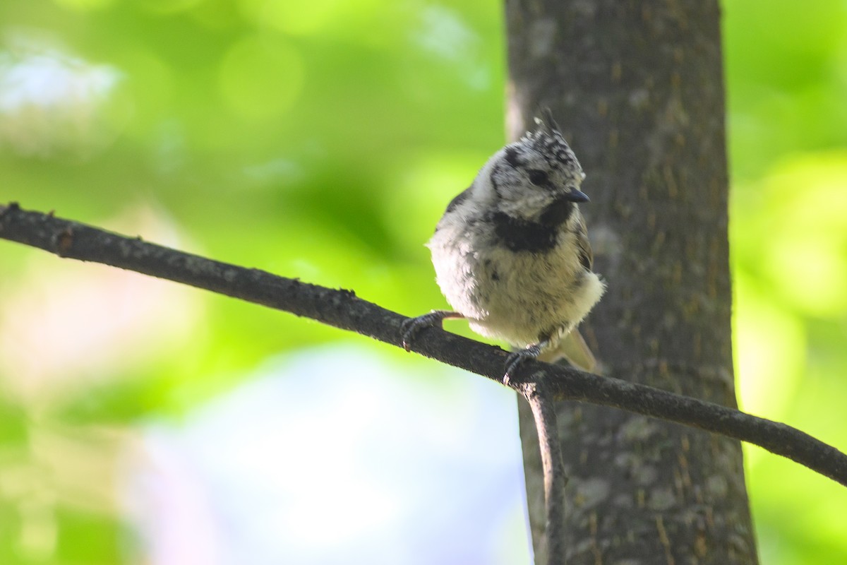 Crested Tit - Maria Ulanova