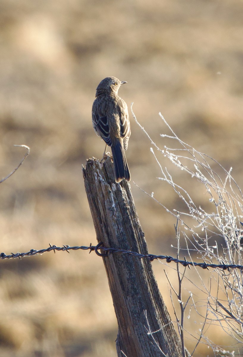 Sage Thrasher - ML592757011