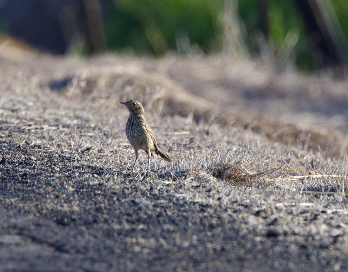 Sage Thrasher - ML592757021