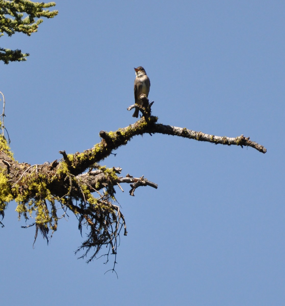 Olive-sided Flycatcher - ML592757111