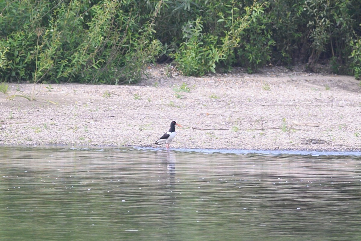 Eurasian Oystercatcher - Maria Ulanova