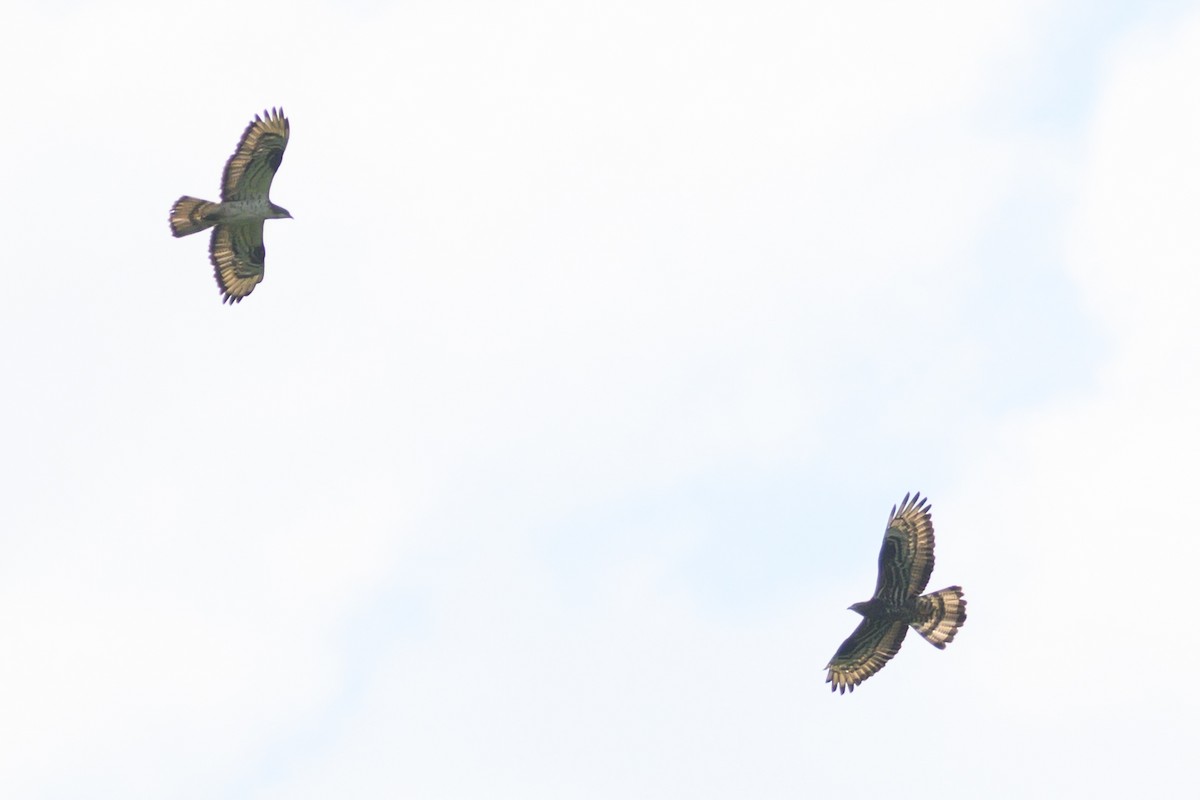 European Honey-buzzard - ML592757371