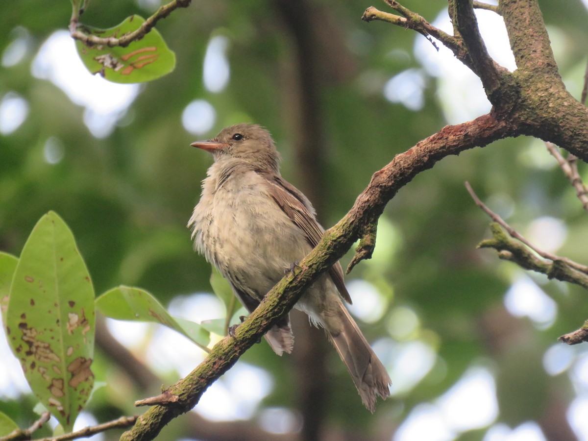 Caribbean Elaenia - Wagner Santana