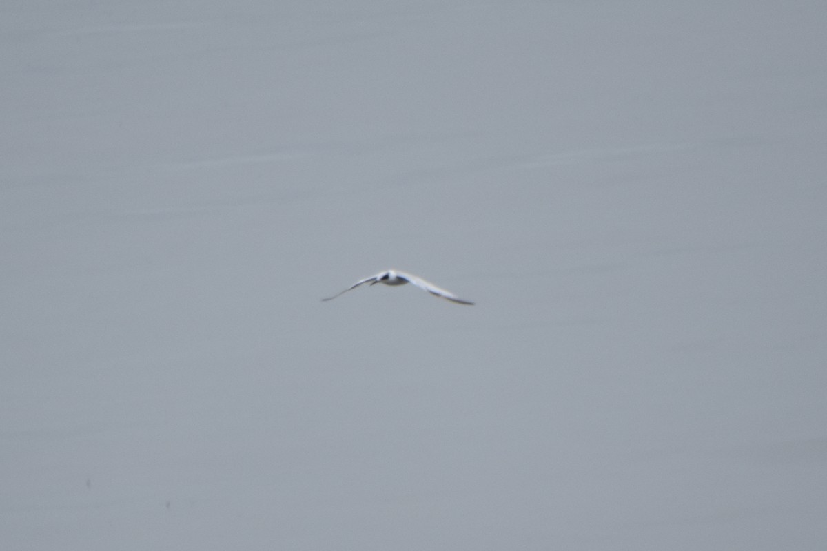 Forster's Tern - ML592757991