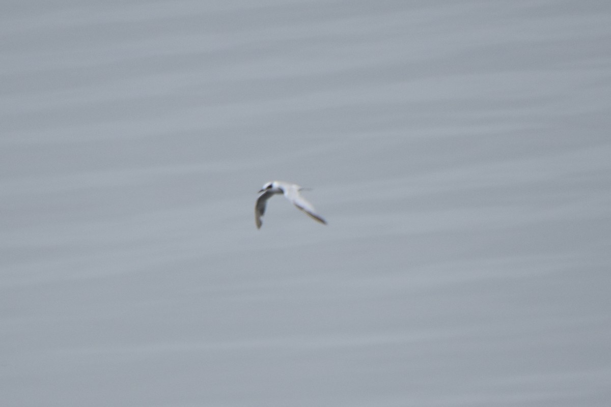 Forster's Tern - ML592758011