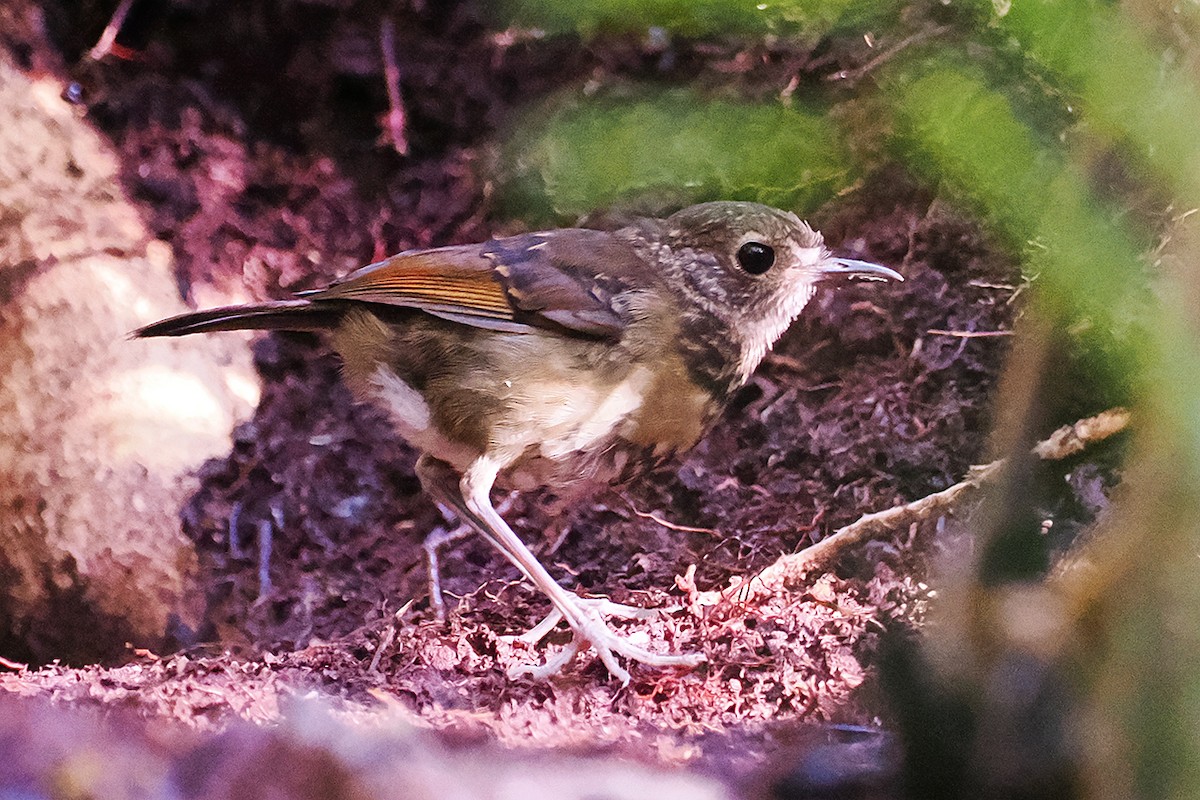 Lesser Ground-Robin - ML592758461