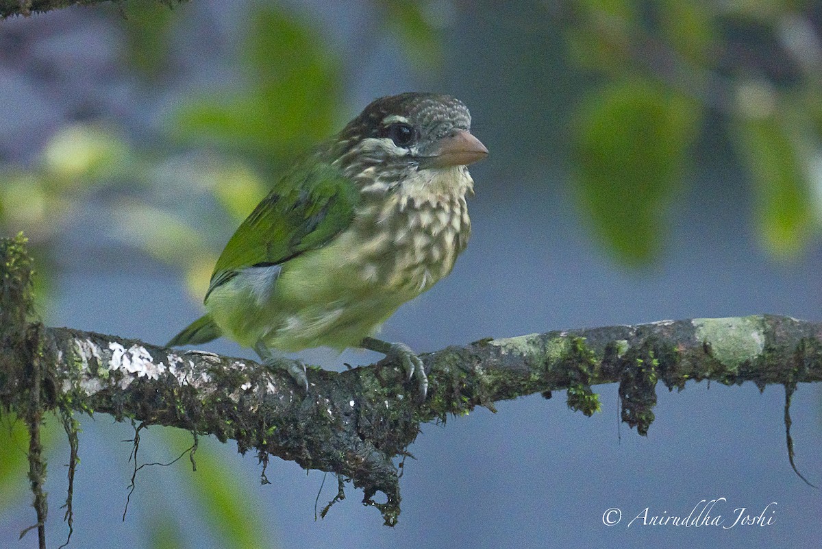 White-cheeked Barbet - ML592759551