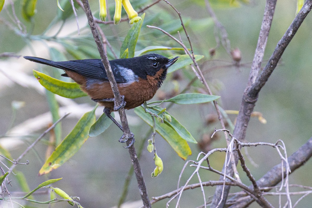 Black-throated Flowerpiercer - ML592759621