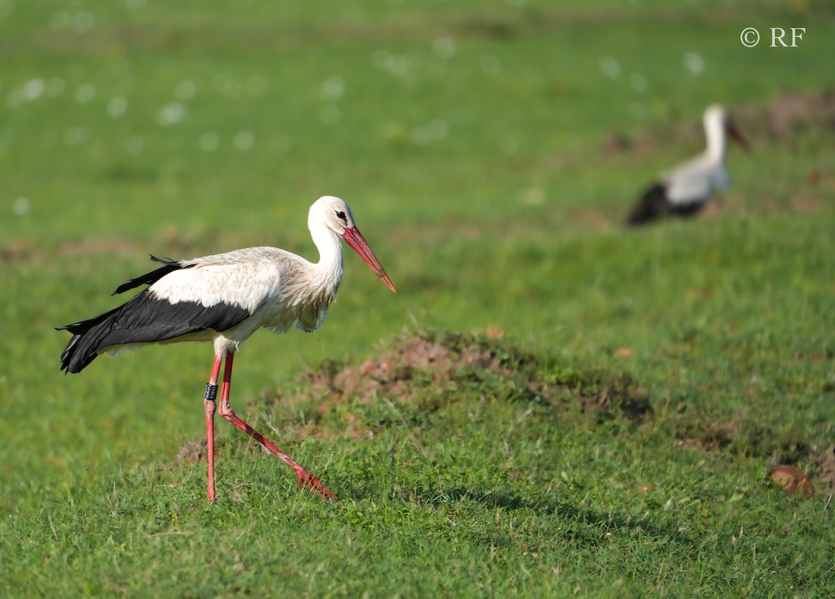 White Stork - ML592761011