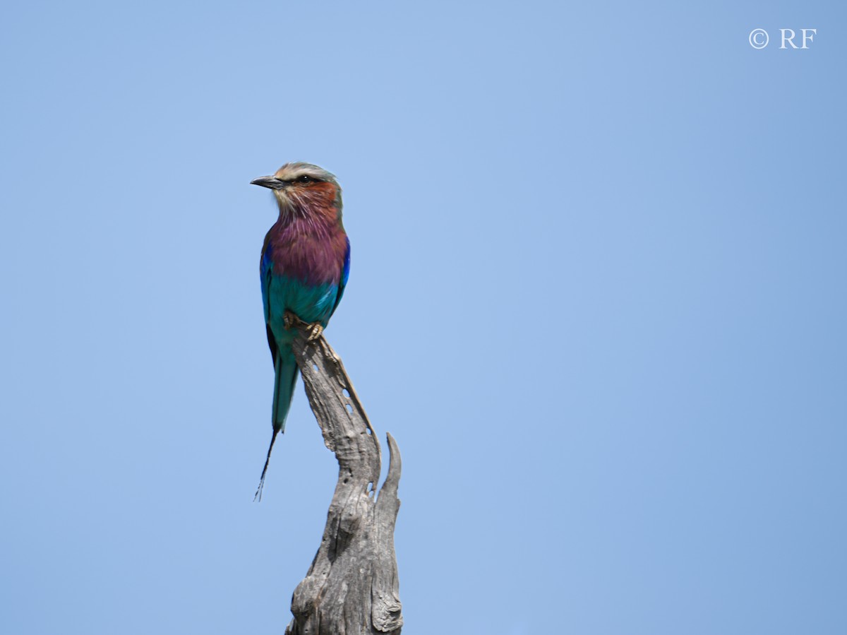 Lilac-breasted Roller - ML592761031