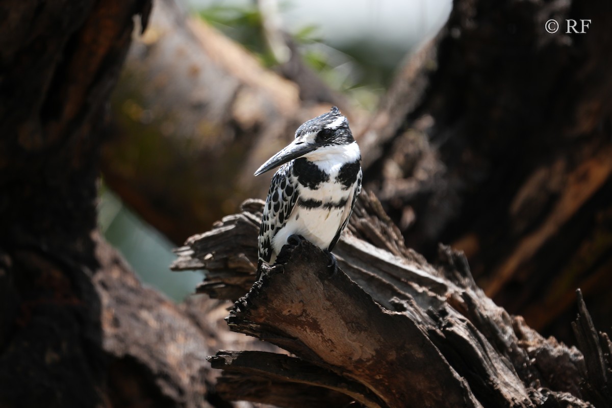 Pied Kingfisher - ML592761601