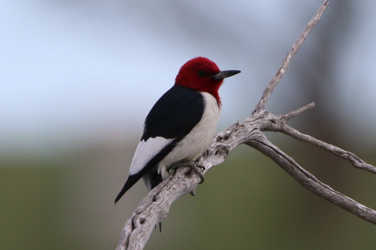 Red-headed Woodpecker - ML59276231