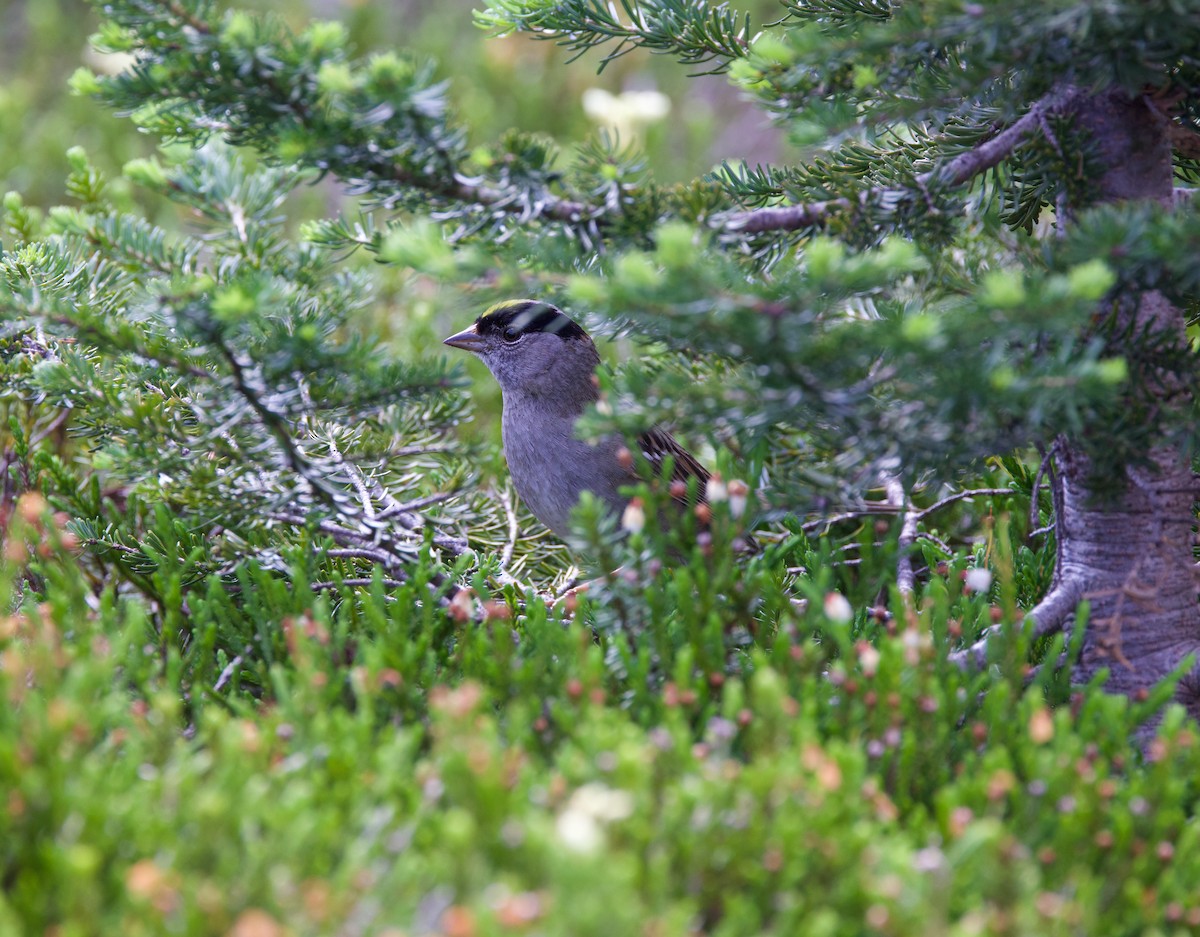 Golden-crowned Sparrow - ML592762331