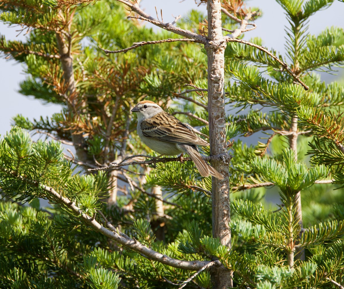 Chipping Sparrow - Matt Yawney