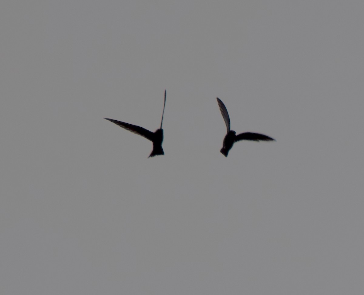 Black Swift - Matt Yawney