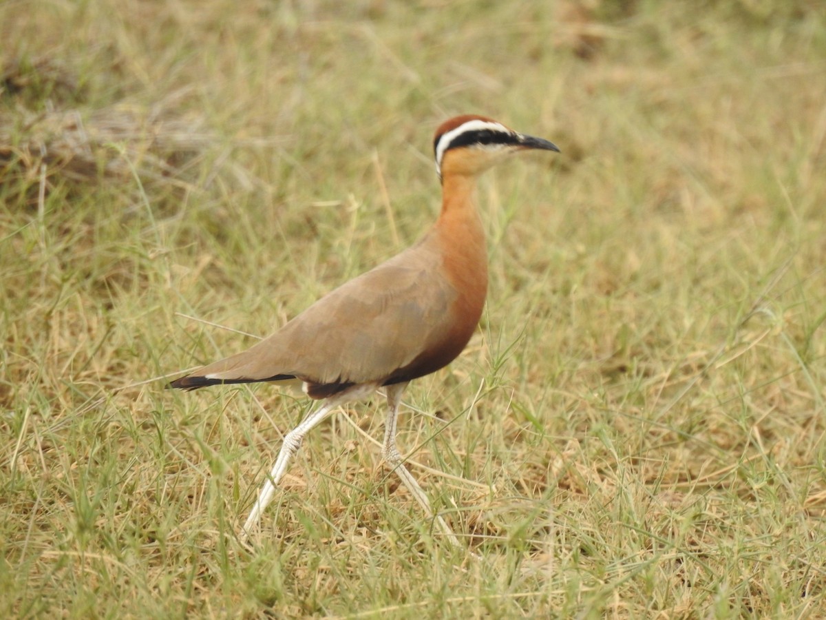 Indian Courser - ML592762561