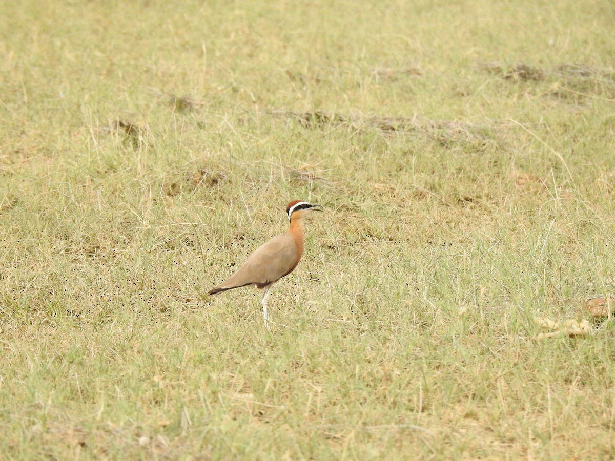 Indian Courser - ML592762581