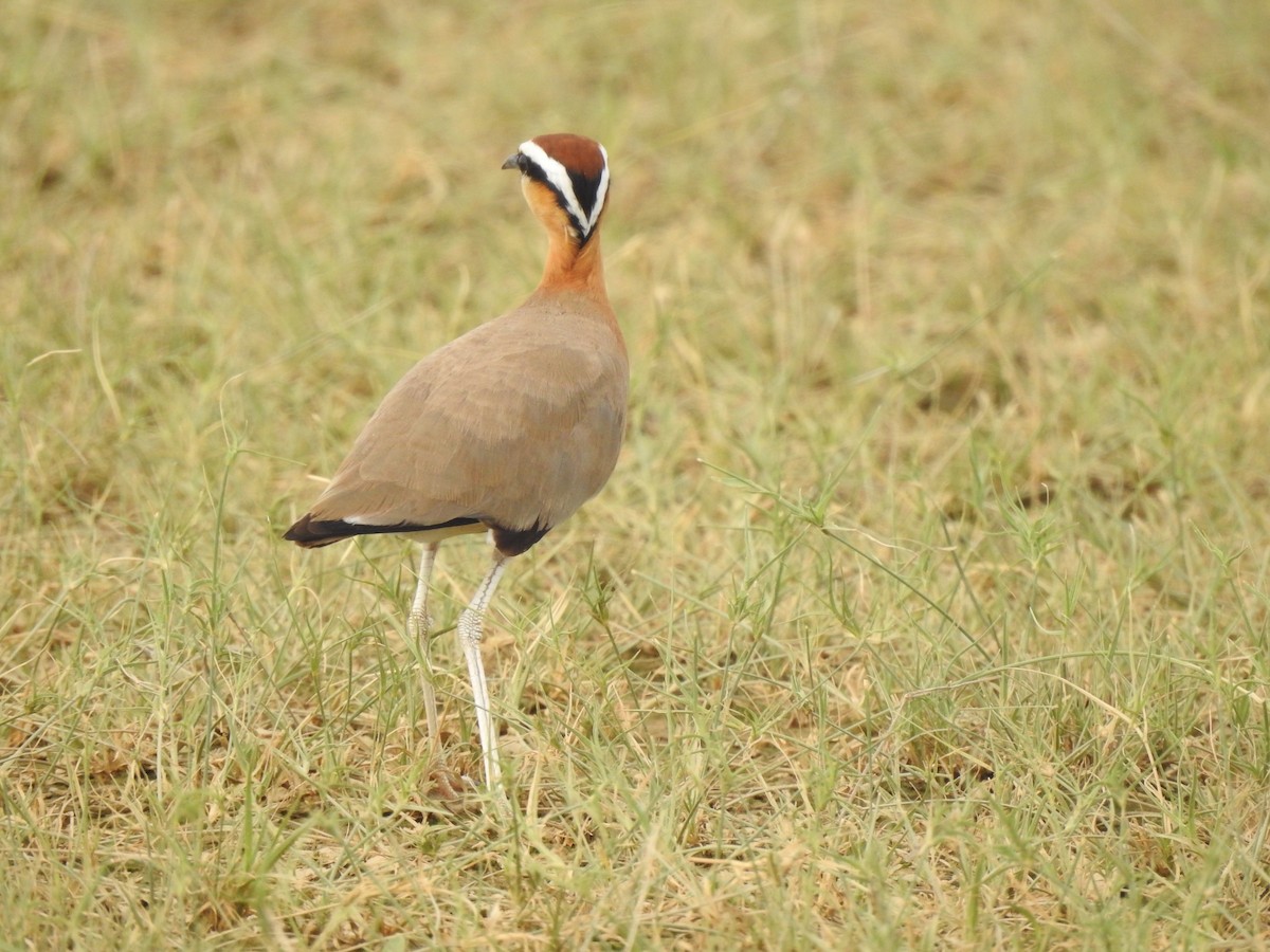 Indian Courser - ML592762591