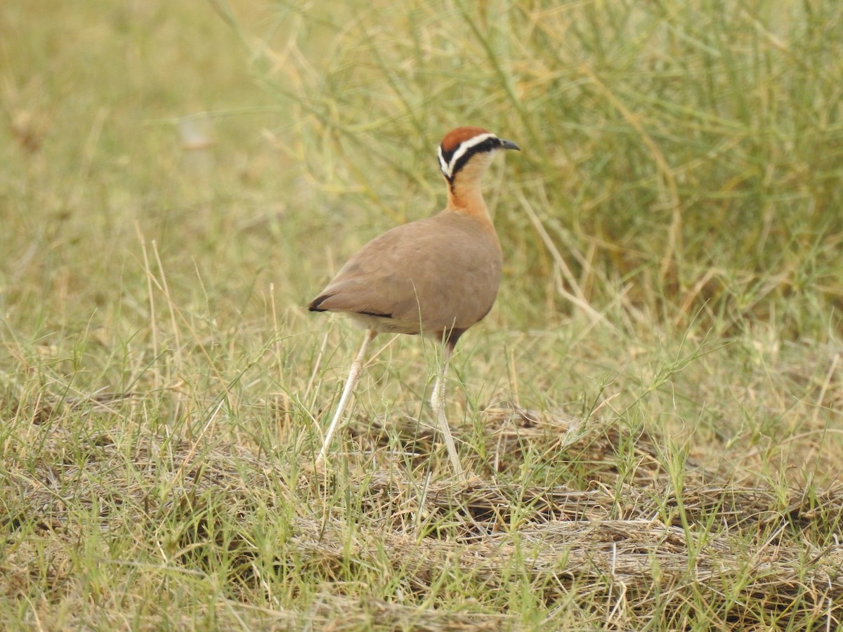 Indian Courser - ML592762601