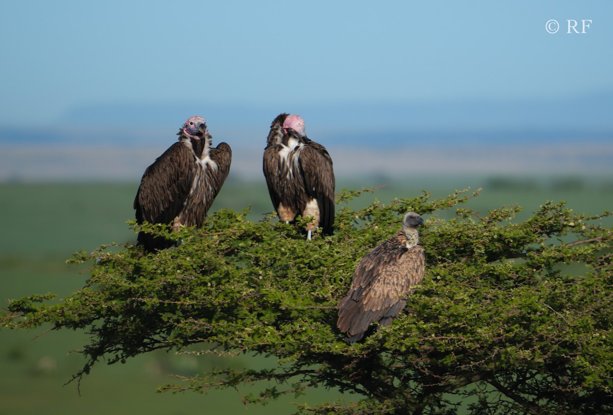Lappet-faced Vulture - ML592763351