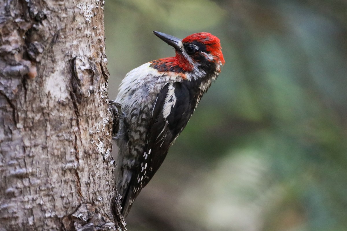 Red-naped Sapsucker - Mark Pan