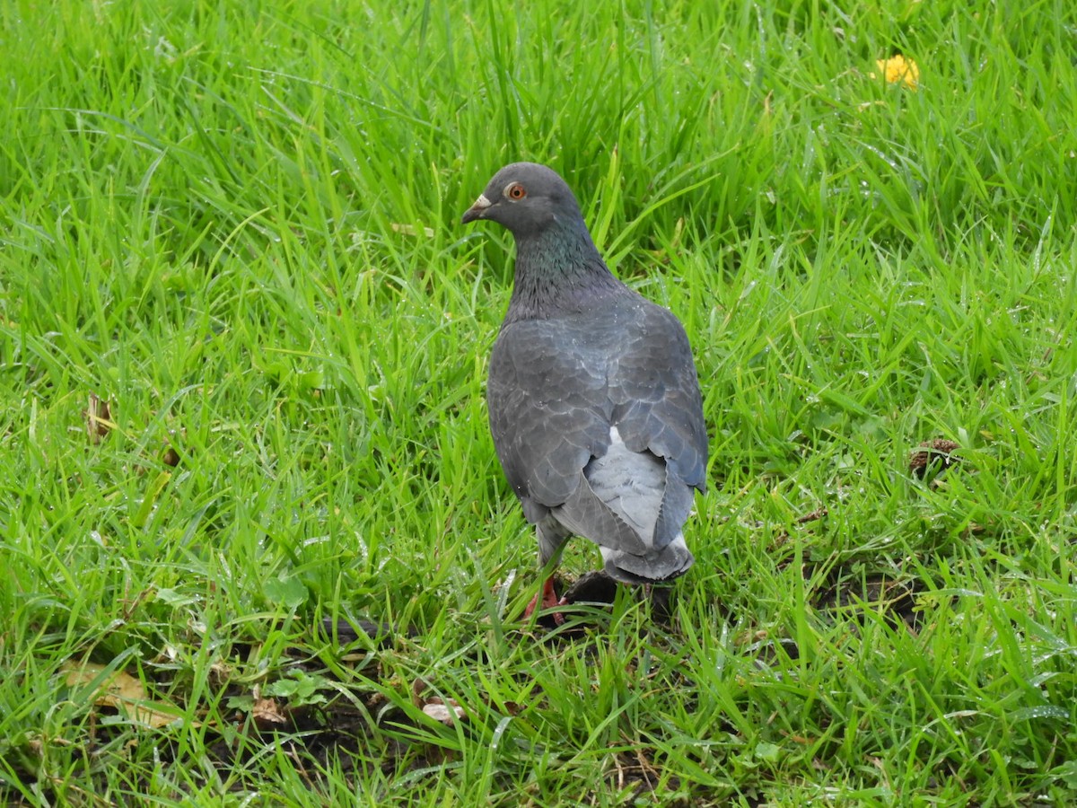 Rock Pigeon (Feral Pigeon) - ML592764921