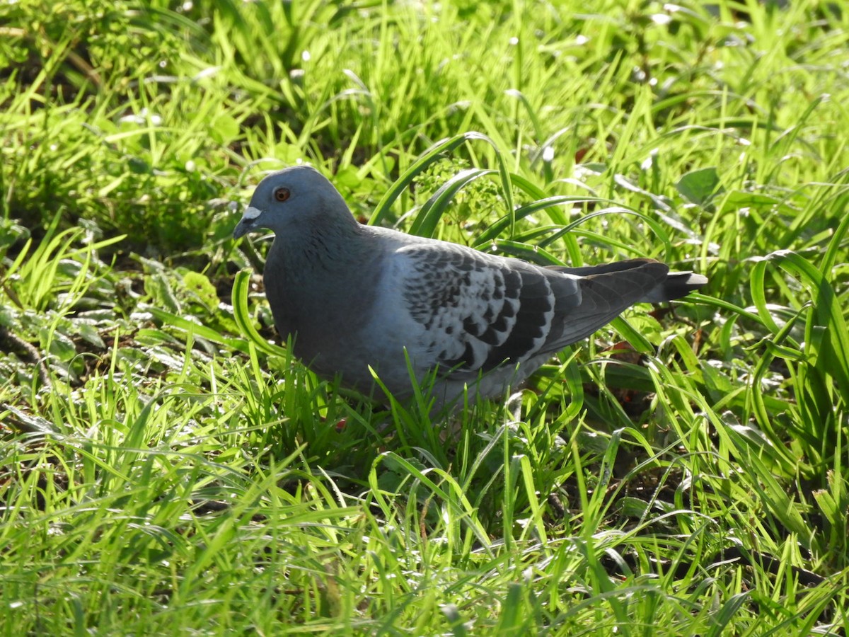 Rock Pigeon (Feral Pigeon) - ML592765171