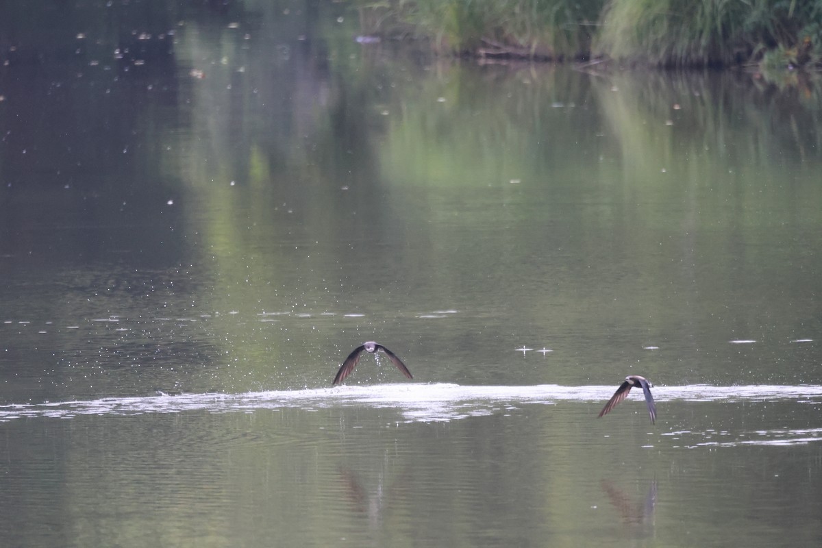 White-throated Needletail - ML592766511